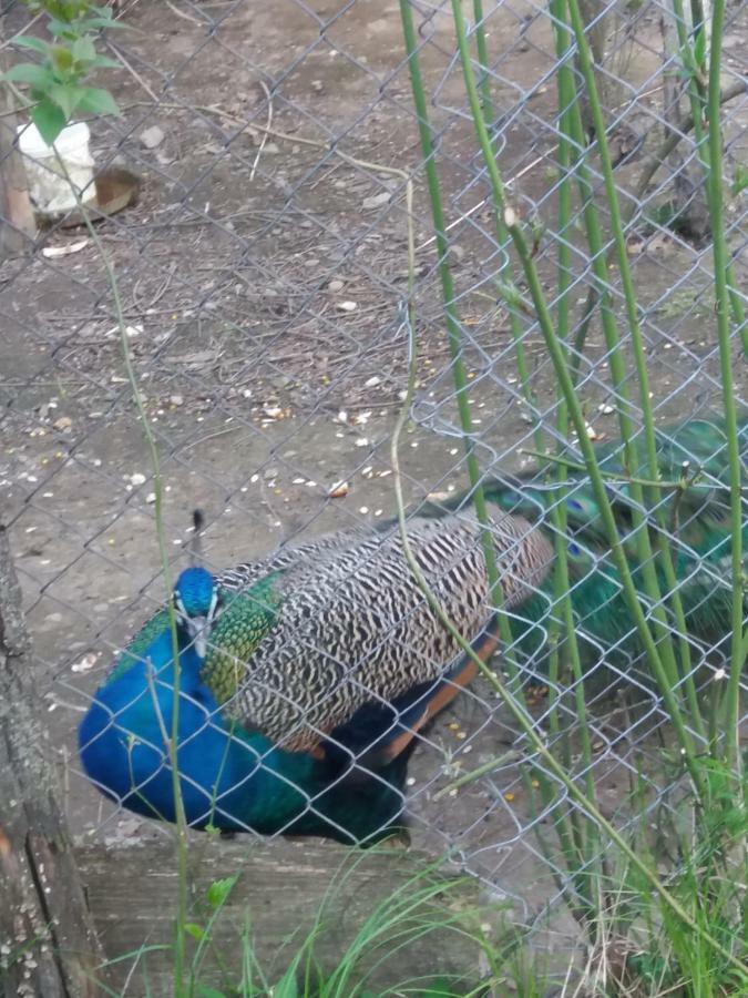 Victor *